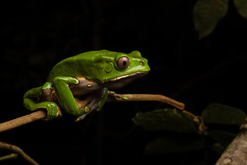 Monkey frog or KAMBÓ (Phyllomedusa bicolor), secretes a highly bioactive substance that has been used ancestrally by various Amazonian indigenous peoples for medicinal and ritual purposes, indigenous 