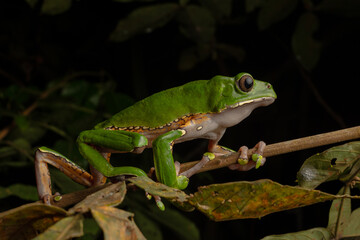 Monkey frog or KAMBÓ (Phyllomedusa bicolor), secretes a highly bioactive substance that has been used ancestrally by various Amazonian indigenous peoples for medicinal and ritual purposes, indigenous 