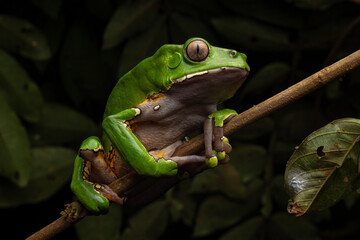 Monkey frog or KAMBÓ (Phyllomedusa bicolor), secretes a highly bioactive substance that has been used ancestrally by various Amazonian indigenous peoples for medicinal and ritual purposes, indigenous 