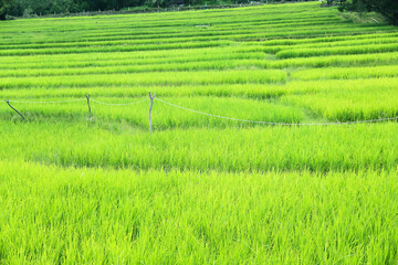 Colorful green rice terraces in the valley view background