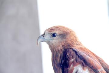 Haliastur indus endemic bird  or brahminy kite  on white background