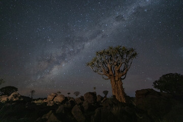 A quivertree, or Kokerboom stands under the Milky Way in Namibia.