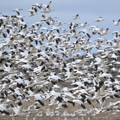 snow geese in Idaho 