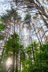 Obraz premium Looking Up at Tall Pine Trees and Green Forest Foliage with Bright Sun Rays. Nature Background or Travel Concept.