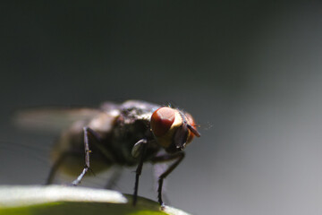 Macro photography of a housefly with a reversing ring in San Miguel de Tucumán, Argentina.