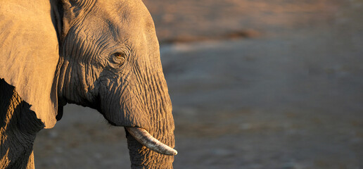 A portrait of a desert elephant bull in the last rays of light, Namibia.
