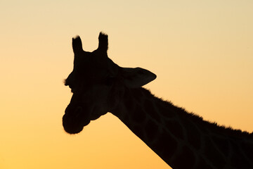 A giraffe in front of the setting sun, Etosha National Park, Namibia.