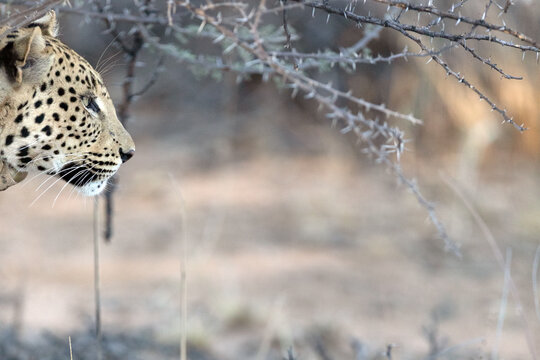 An African leopard resting among the thicket.