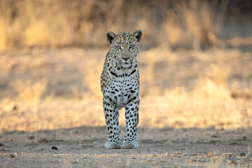 An African leopard resting among the thicket.