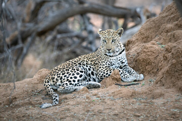 An African leopard resting among the thicket.