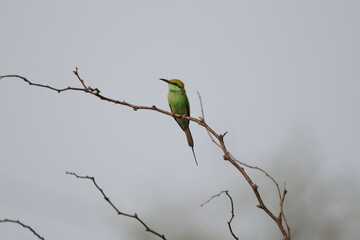 Green Bee Eater