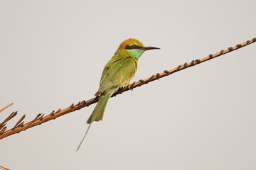 Green Bee Eater