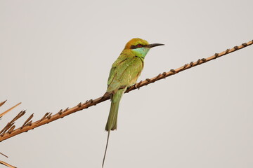 Green Bee Eater
