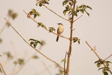 Ashy Prinia
