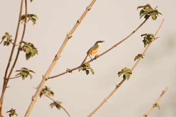 Ashy Prinia