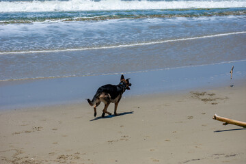 German Shepherd Dog Playing on Cabarete Beach, Dominican Republic