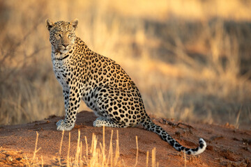 An African leopard resting among the thicket.