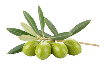 Fresh green olives on branch with leaves