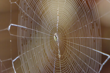 蜘蛛の巣の中心にとまるクモ