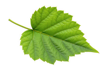 Fototapeta premium Single vibrant green leaf isolated on black