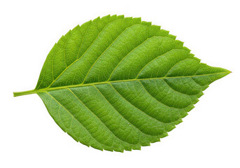 Obraz premium Single green leaf isolated on black background