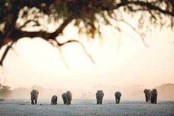 A desert elephant herd marches towards a waterhole in a barren and dusty in Etosha National Park,...