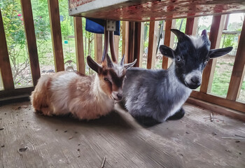 Two goats chilling on a porch, beside each other
