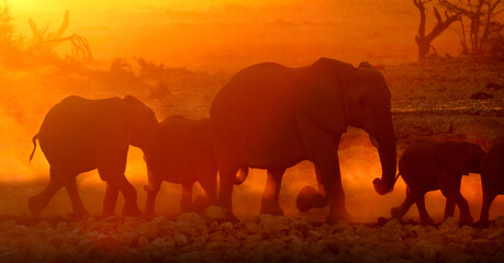 A mother and calf desert Elephants walk through a dusty sunset in Etosha National Park, Namibia.