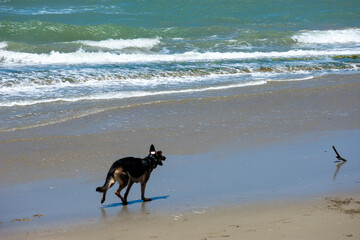German Shepherd Dog Playing on Cabarete Beach, Dominican Republic