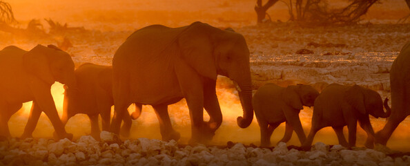 A mother and calf desert Elephants walk through a dusty sunset in Etosha National Park, Namibia.