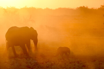 A mother and calf desert Elephant walk through a dusty sunset in Etosha National Park, Namibia.