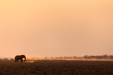 A lone bull desert elephant walks an open plain in front of a glowing setting sun, Etosha National Park.