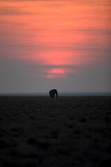 A lone bull desert elephant walks an open plain in front of a glowing setting sun, Etosha National Park.