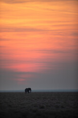 A lone bull desert elephant walks an open plain in front of a glowing setting sun, Etosha National...