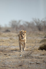 A young male lion patrols its territory in the dusty and arid, Etosha National Park.