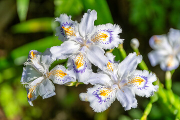 日差しに映えるシャガの花のクローズアップ