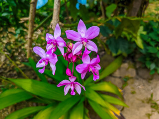 purple flowers in the garden