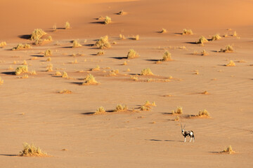 An Oryx walking across a dusty plain in Sossusvlei, Namibia.