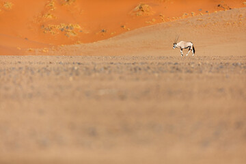 An Oryx walking across a dusty plain in Sossusvlei, Namibia.