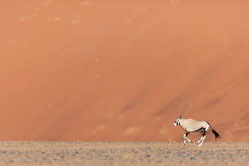 A Gemsbok or Oryx, Running across a dusty plain, Sossusvlei, Namibia.