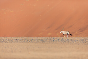 A Gemsbok or Oryx, Running across a dusty plain, Sossusvlei, Namibia.