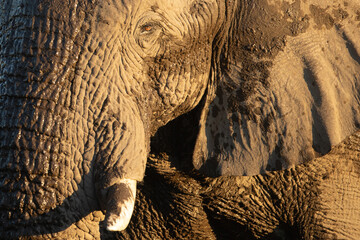A close up of a wrinkled bull desert Elephants face.