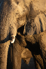 A close up of a wrinkled bull desert Elephants face.