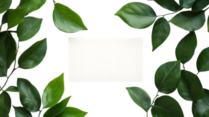 Fresh green leaves frame an empty white rectangle ideal for graphic design or text overlay isolated on white transparent background PNG cutout
