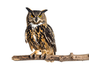 Naklejka premium Owl perched on branch isolated on white background.