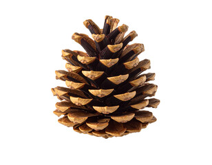 Single pine cone isolated on white background.