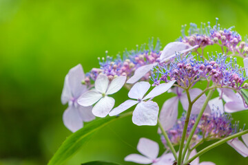 ガクアジサイが咲く初夏の庭園