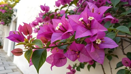 Vibrant Bougainvillea Blooms Adorn a White Wall
A beautiful display of nature's artistry.