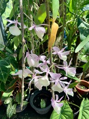 flower in the garden