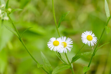 ハルジオンの白い花と緑の背景